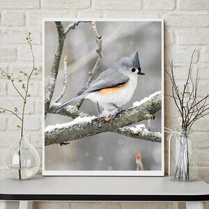 Tufted Titmouse in Snow Bird Photography Print‎